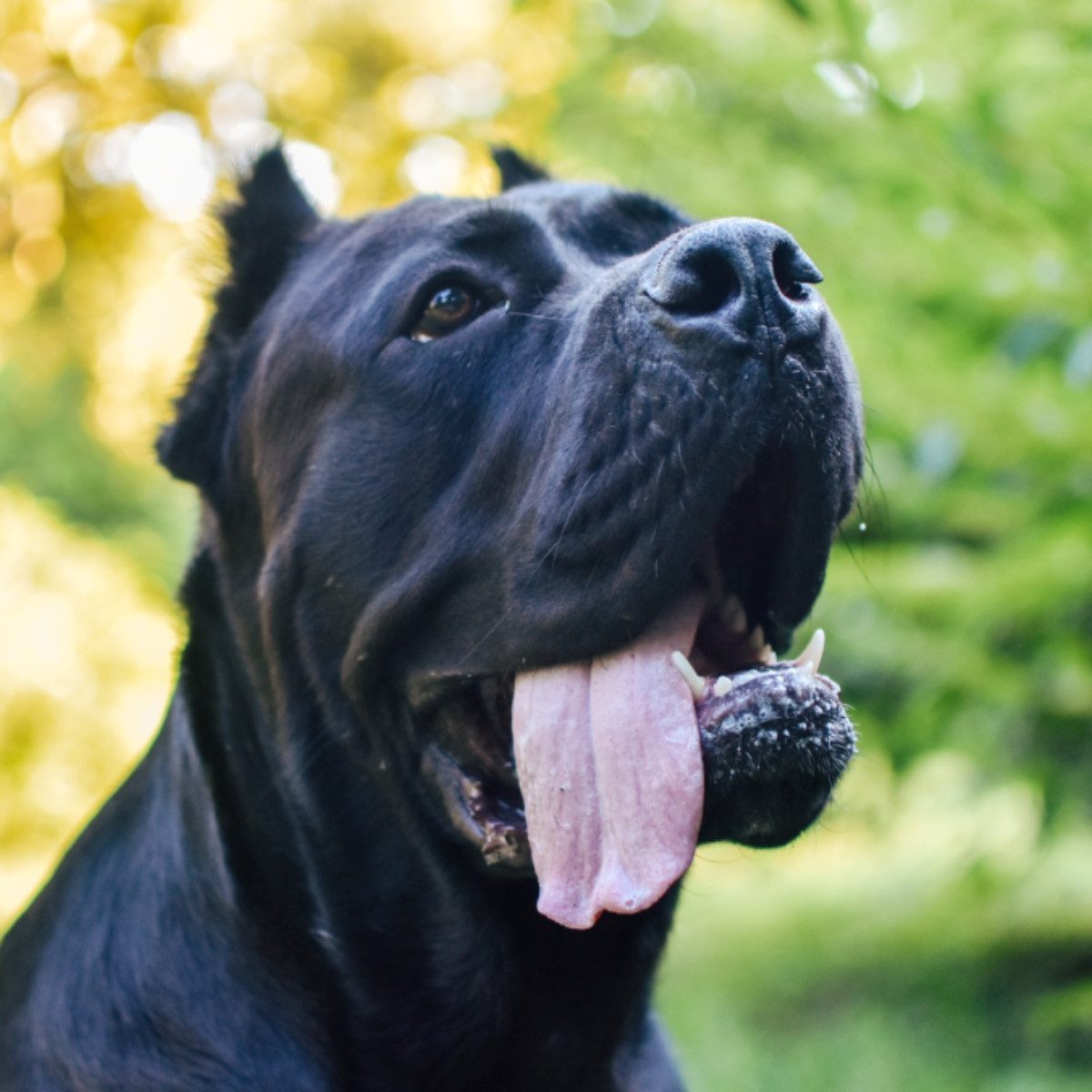 Cane Corso The Role of the Handler