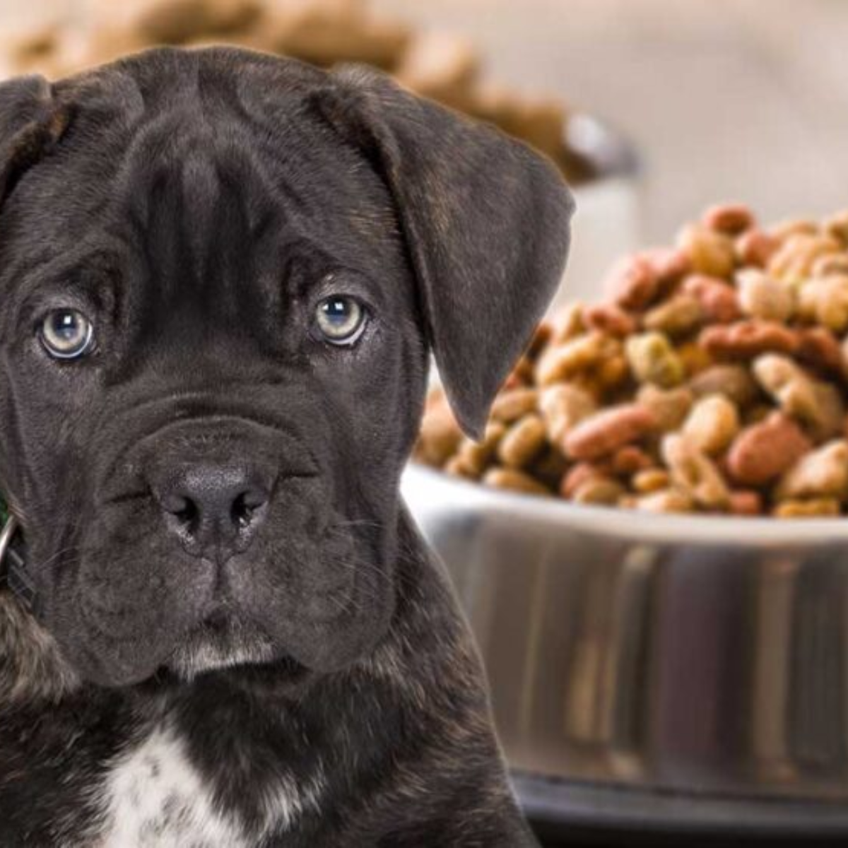 Cane Corso Weighing Treatment Options Carefully