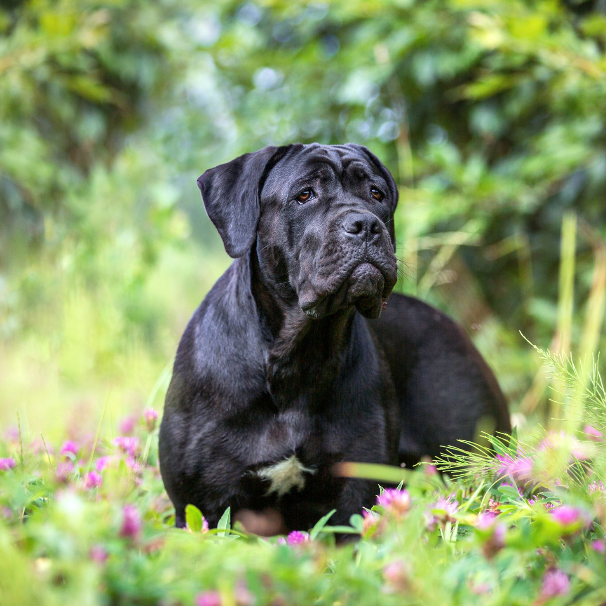 Cane Corso​Researching a Breeder's Reputation