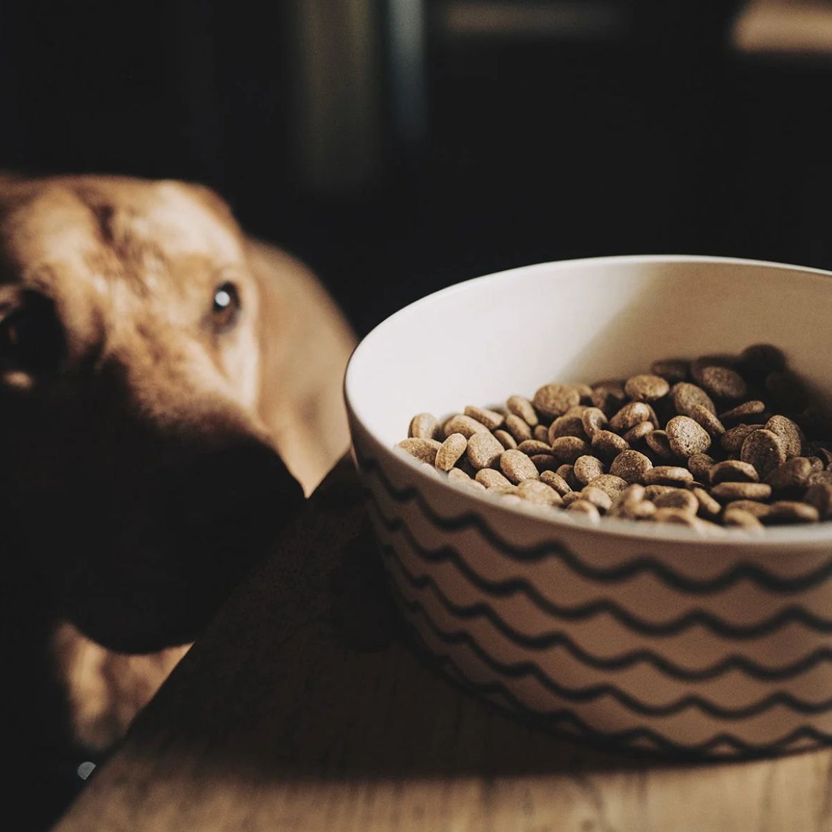 Common Ingredients in Grain-Free Food for dog