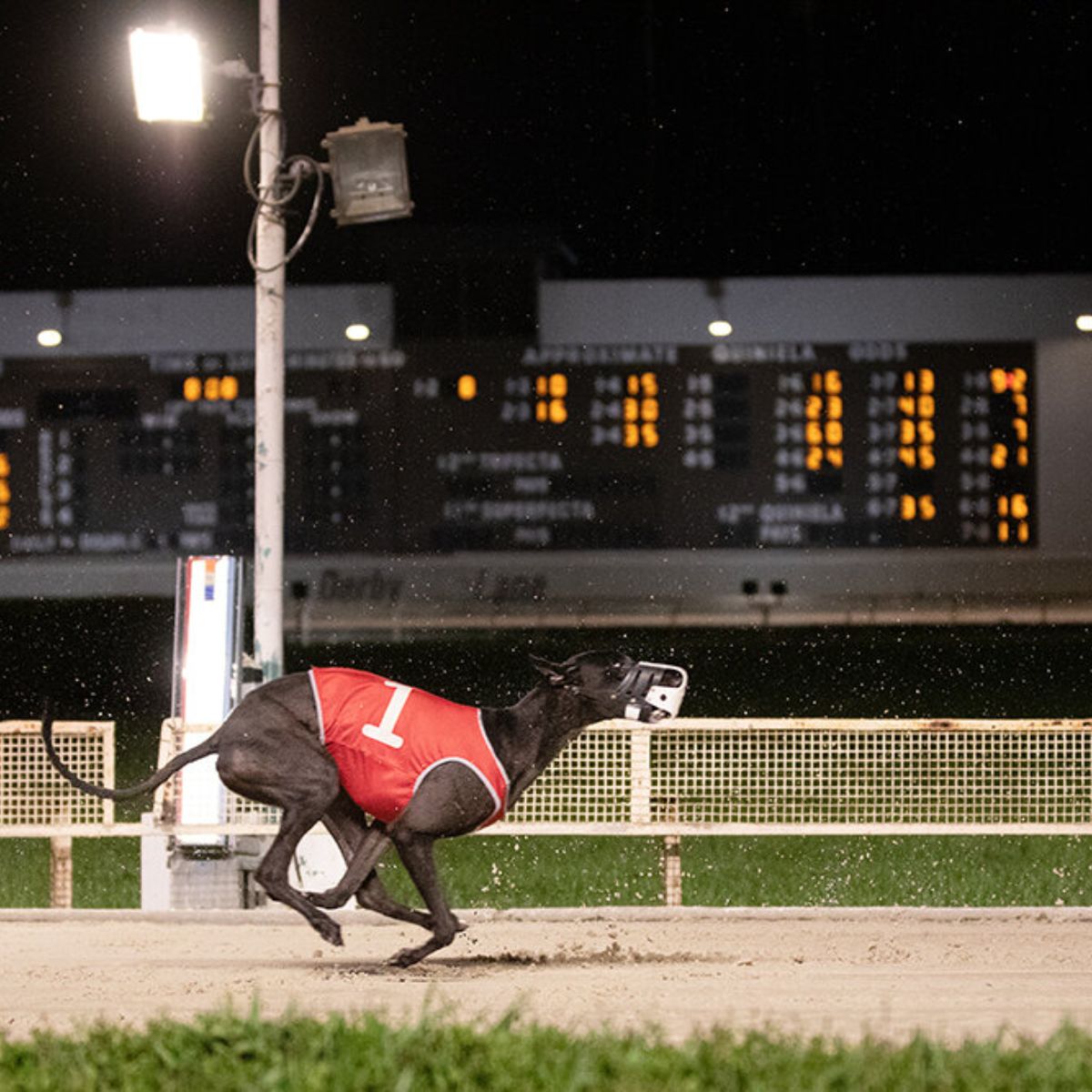 Derby Lane Greyhound Track