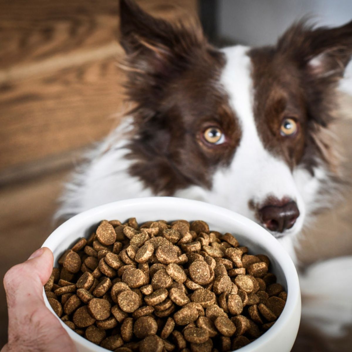 Dog Foods by Nutritional Value Rating