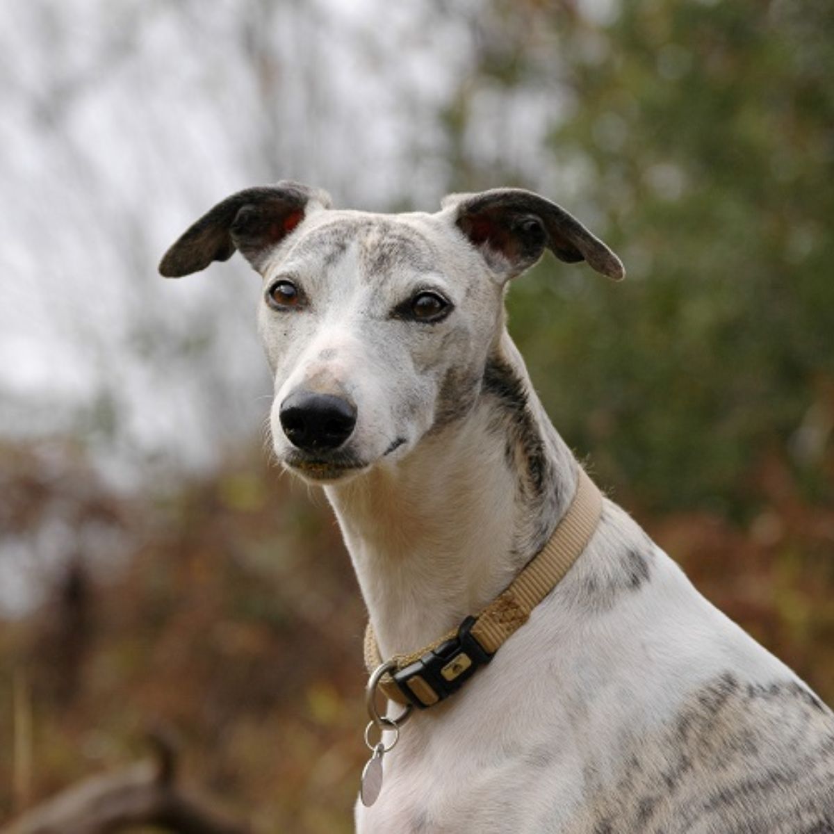 Factors Affecting Greyhound Longevity