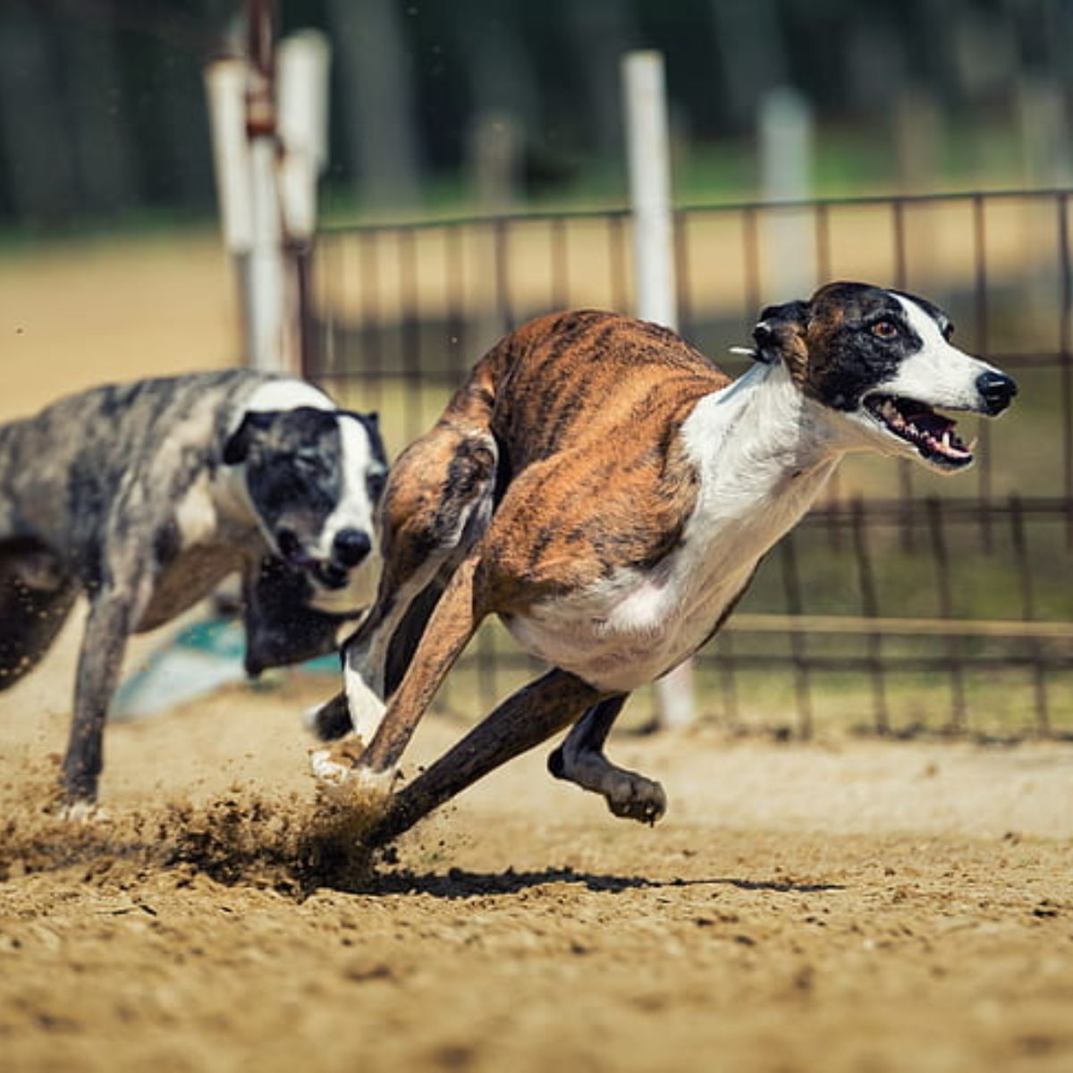 Fitness Regimens of Racing Champions Greyhound