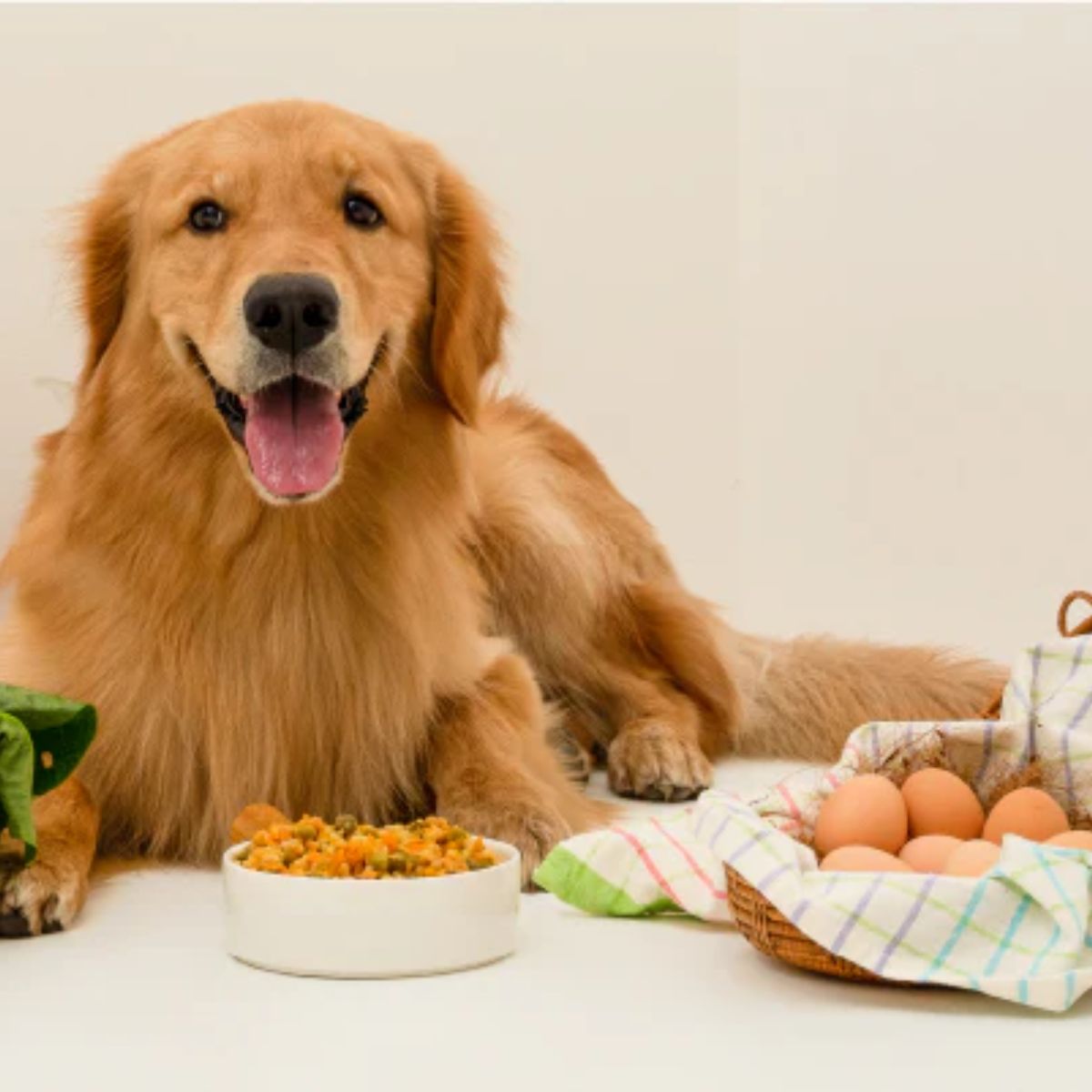 Fresh Food for a Healthier Gut for dog food