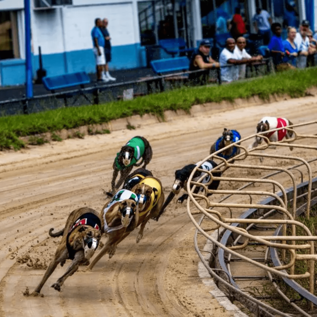 Greyhound Racing in America: A Rich History - PUPJoy