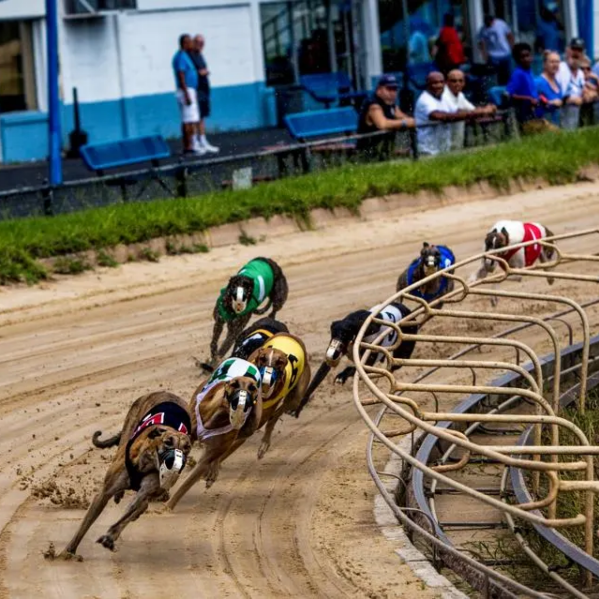 Greyhound Racing in America A Rich History