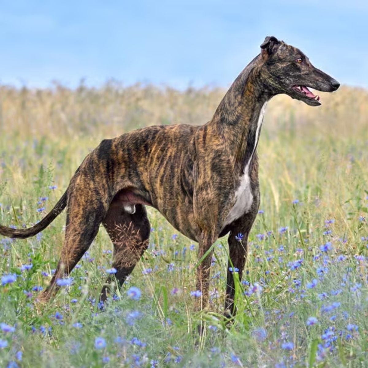 Independent Nature and Traits greyhound