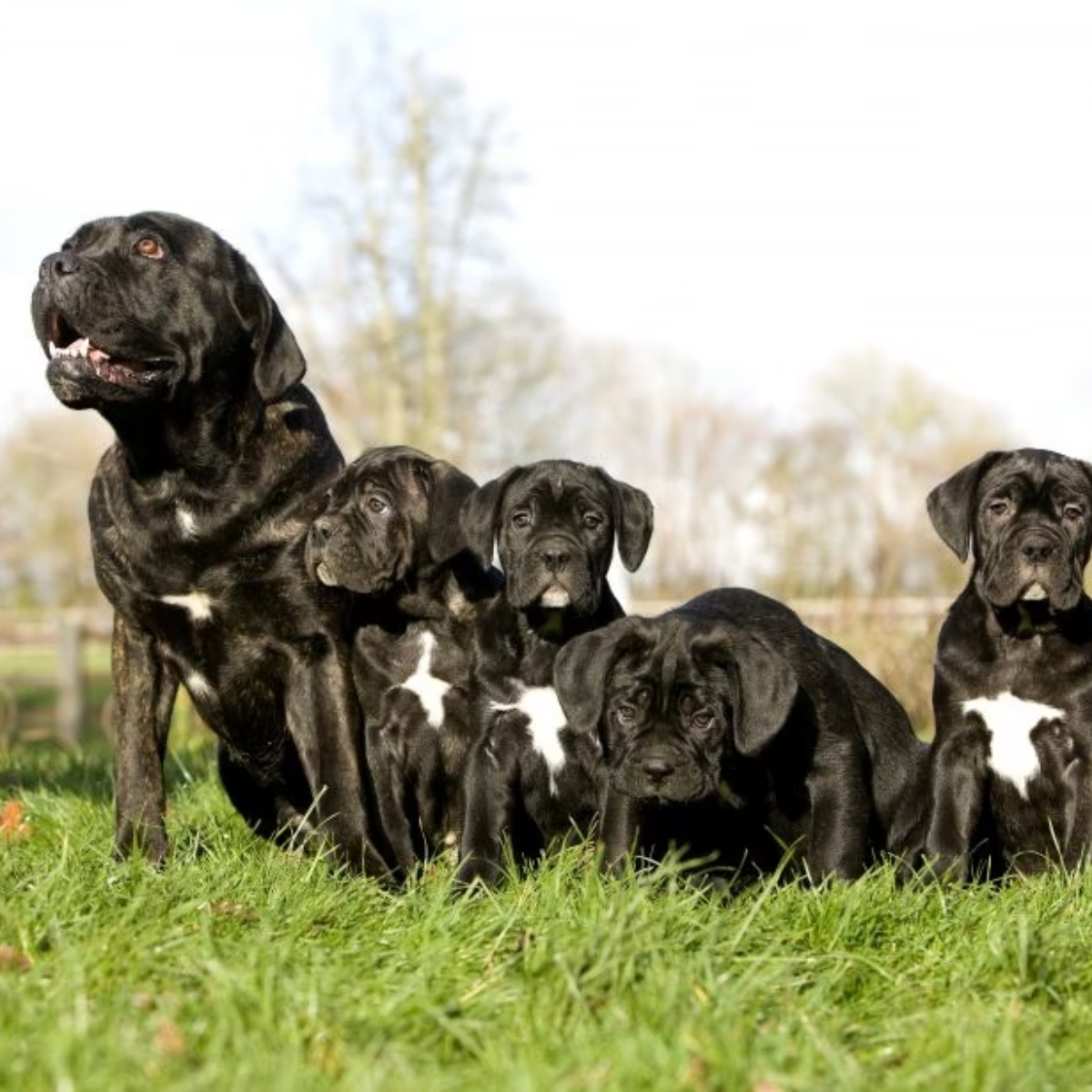 Meeting the Puppy's Parents