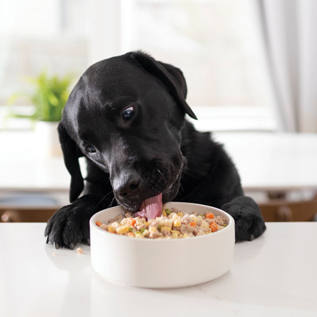 Nutrient-Dense Foods in Grain-Inclusive Diets for dog