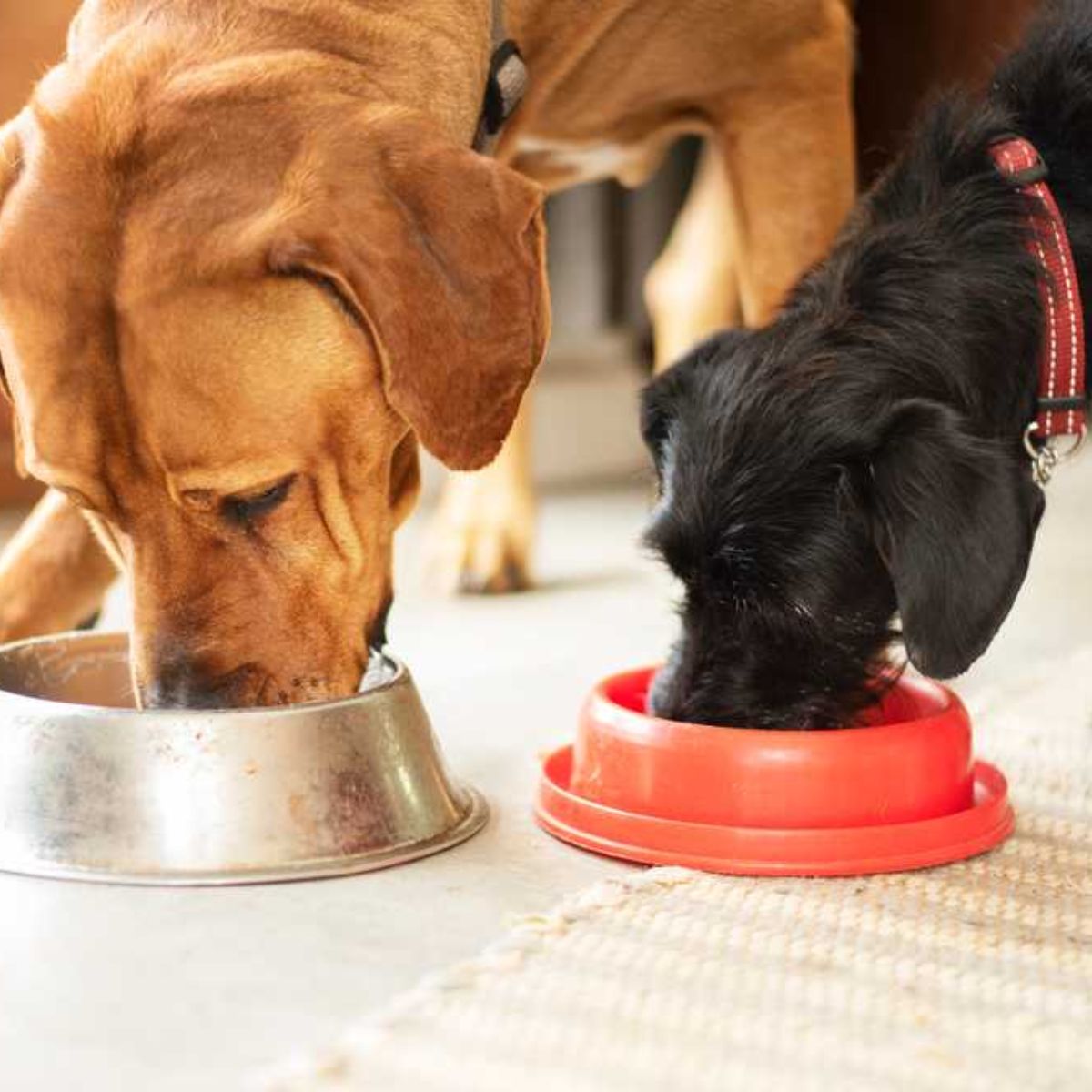 Nutrient-Rich Dog Food Brands