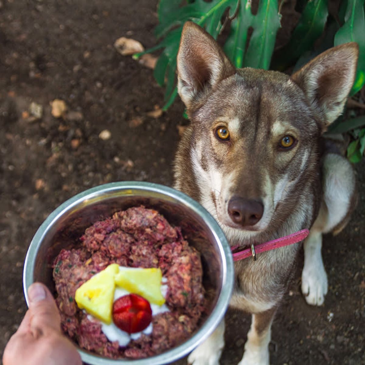 Protein-Packed Nutrition Dog Food Nutritional Breakdown