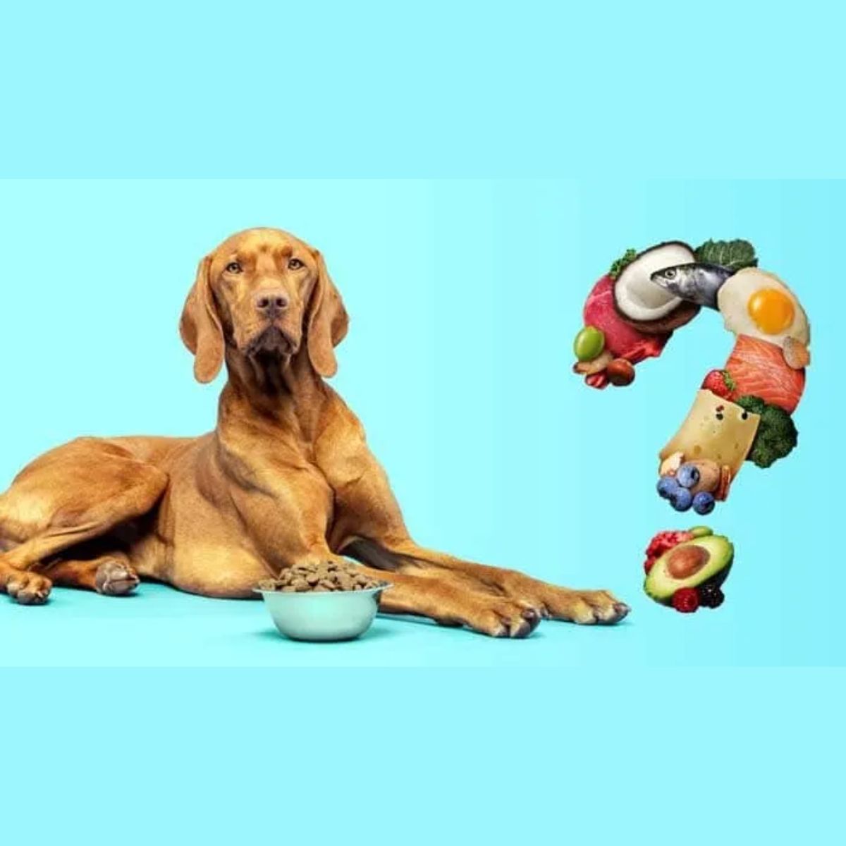 The Dark Side of Commercial Foods for dog