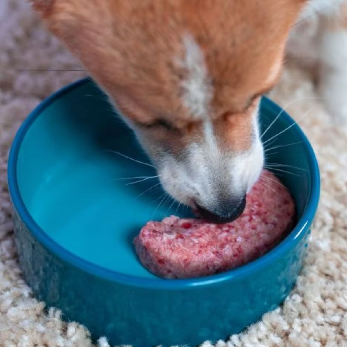 The Hidden Truth Behind High-Protein Dog Food