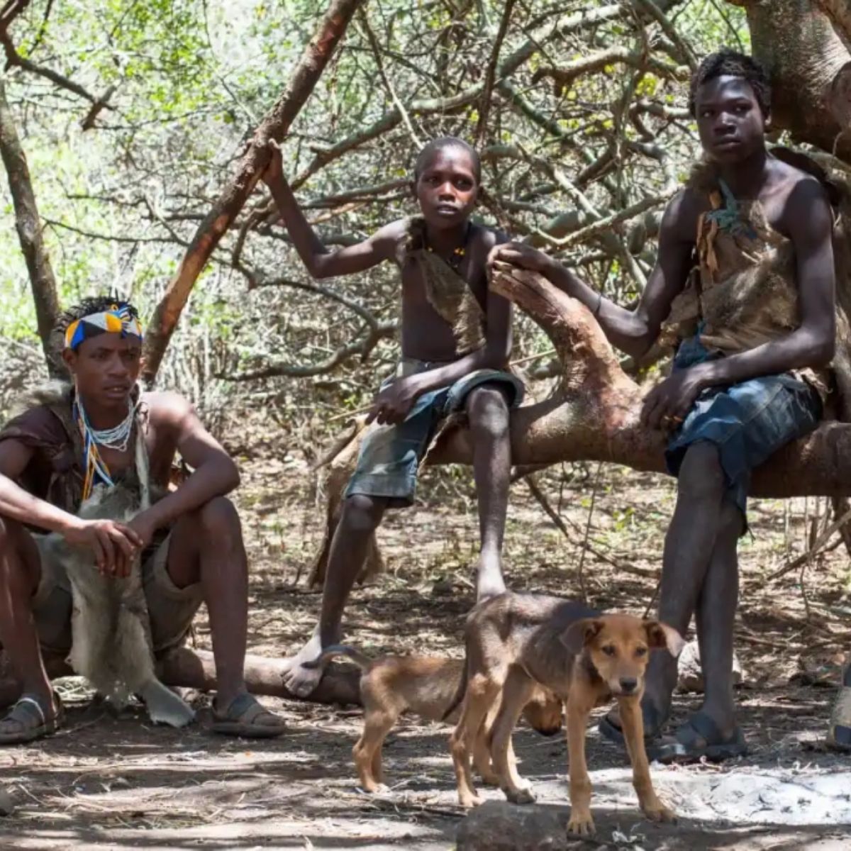 The Role of Nomadic Tribes hunting with dog