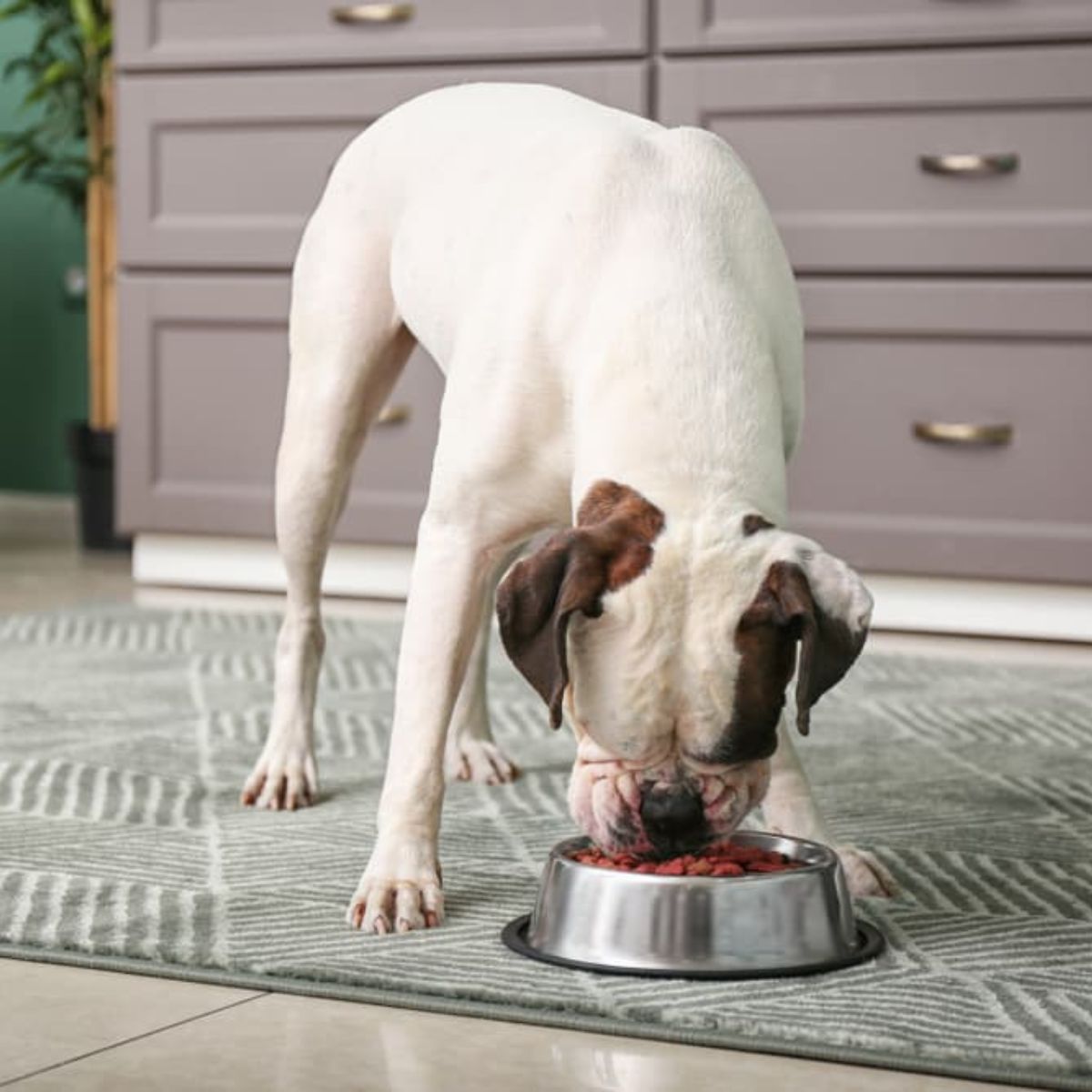 The Science Behind High-Protein Diets for dog