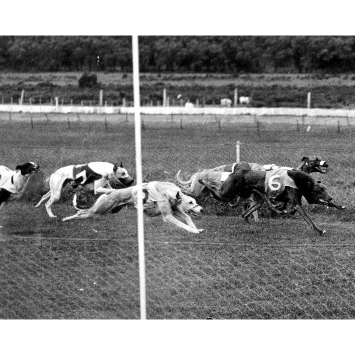 Uncovering the Roots of Greyhound Racing History