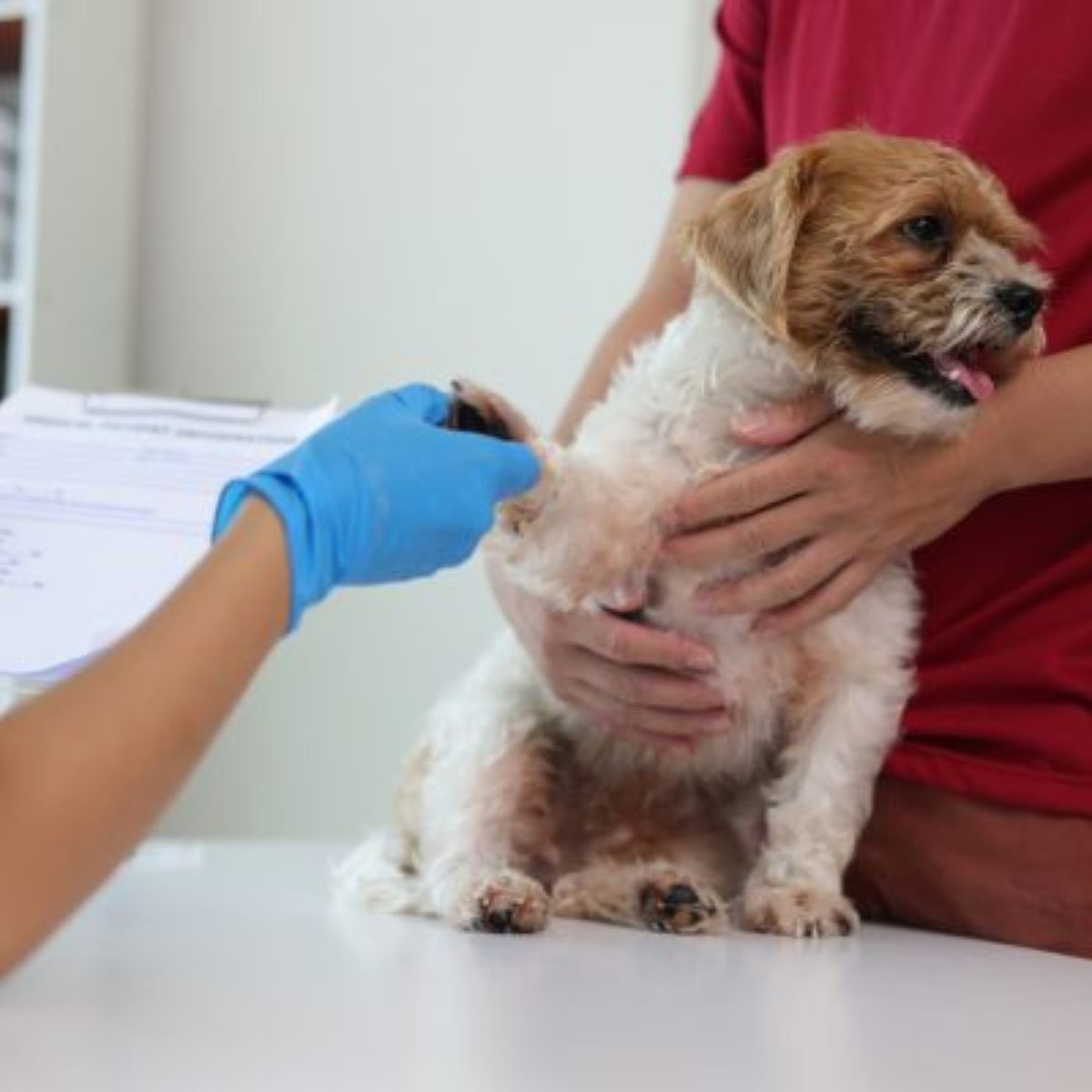 Underlying Health Issues Uncovered Dog