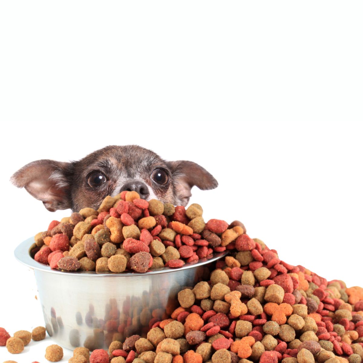 What Makes Organic Dog Food Special for dog food