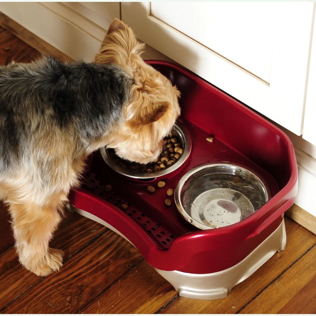 What's Really in Your Dog's Bowl