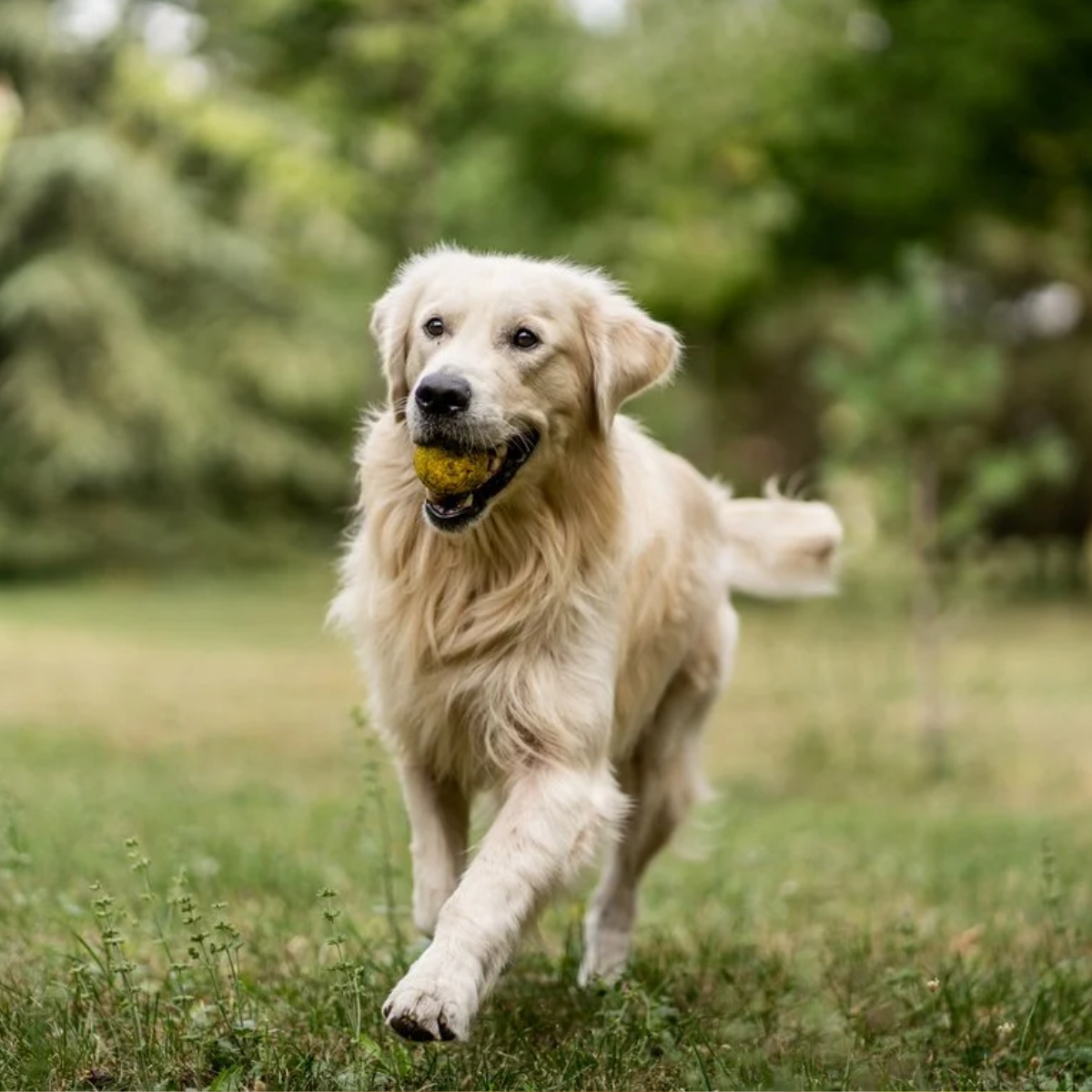 golden retriever Hip Dysplasia in Golden Retrievers