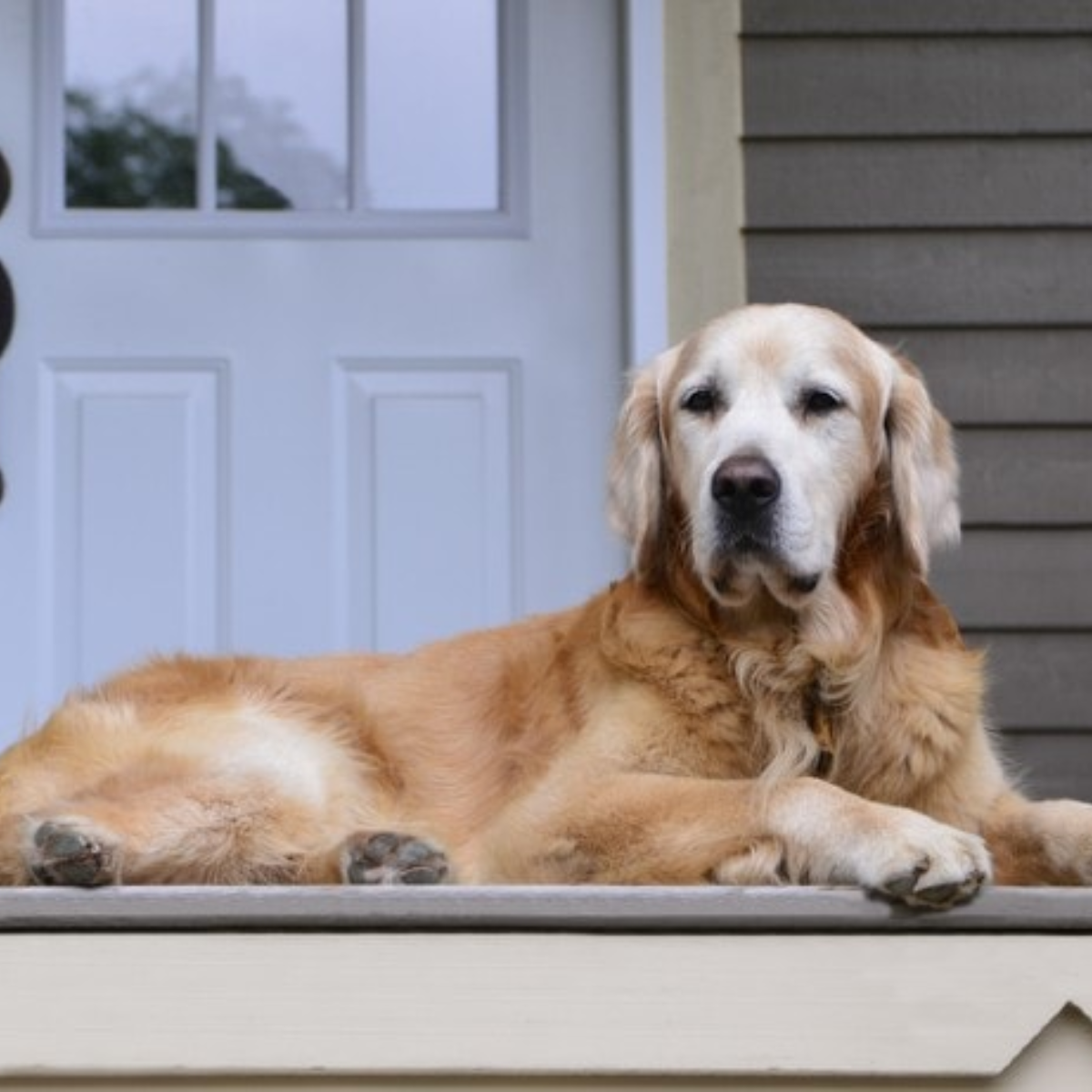 golden retriever Loyal Guard Dogs