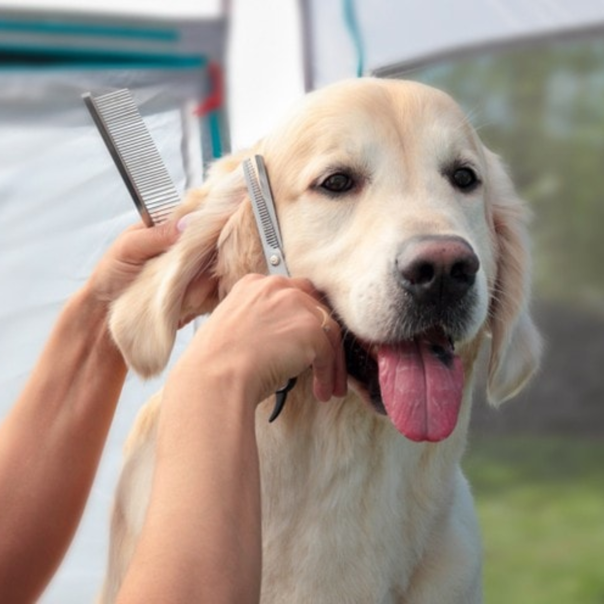 golden retriever Short-Haired Breeds Grooming Essentials