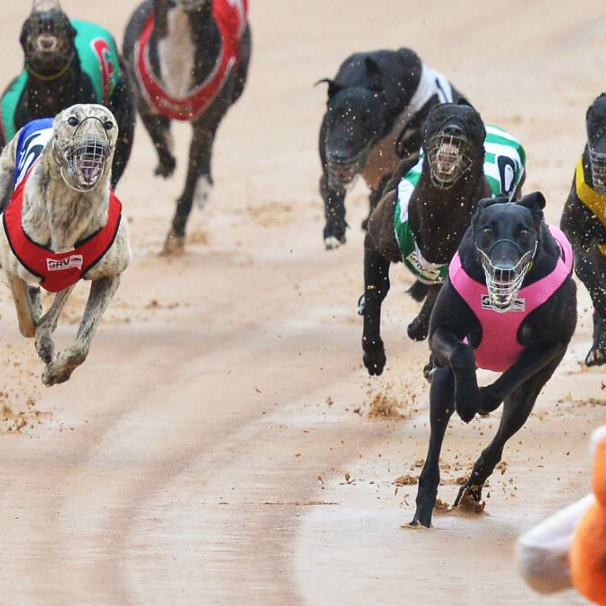 greyhound American Racing Royalty