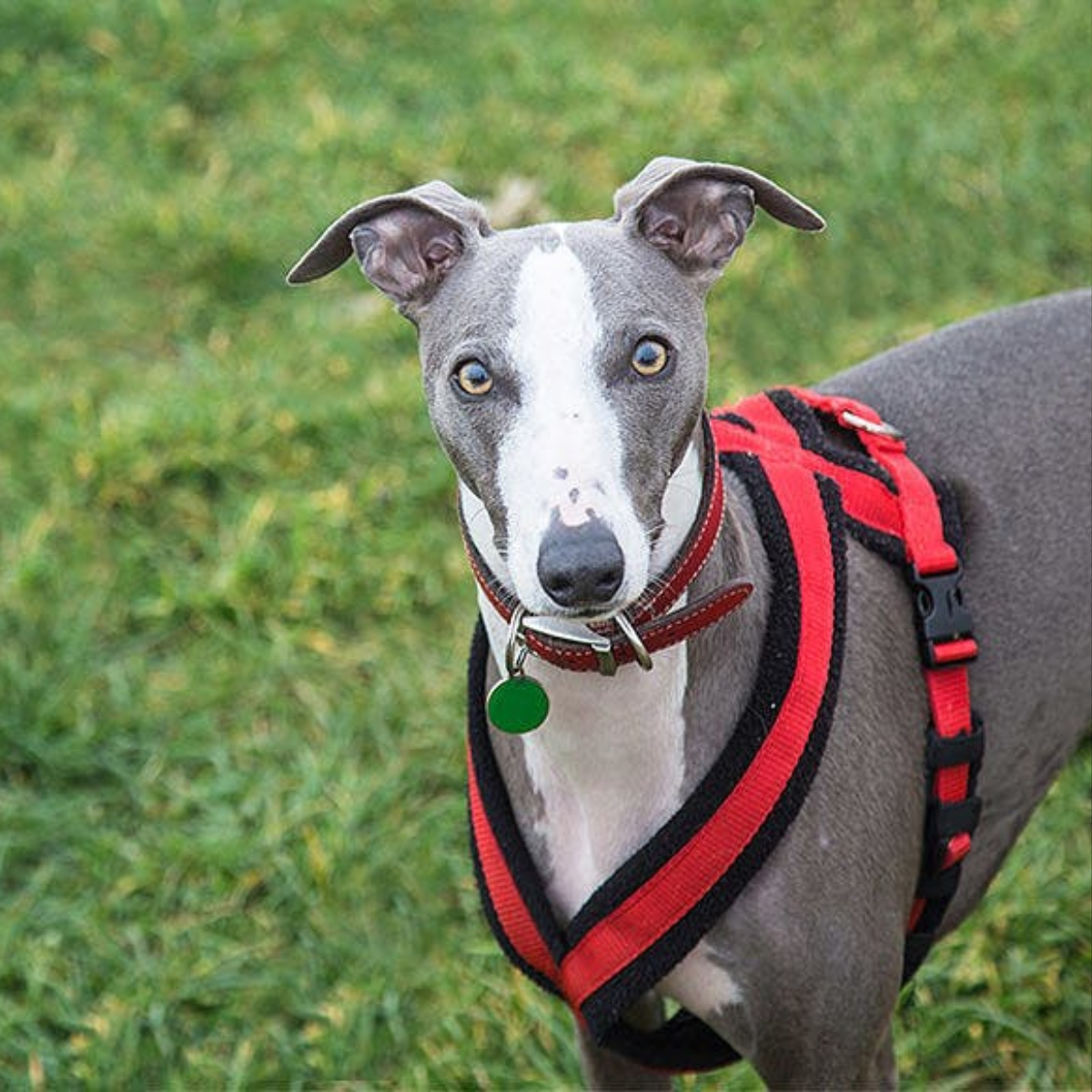 greyhound Leash-Free Running and Playtime