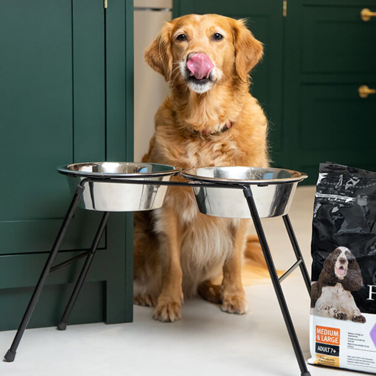 3 Essential Nutrition Tips for Senior Dogs