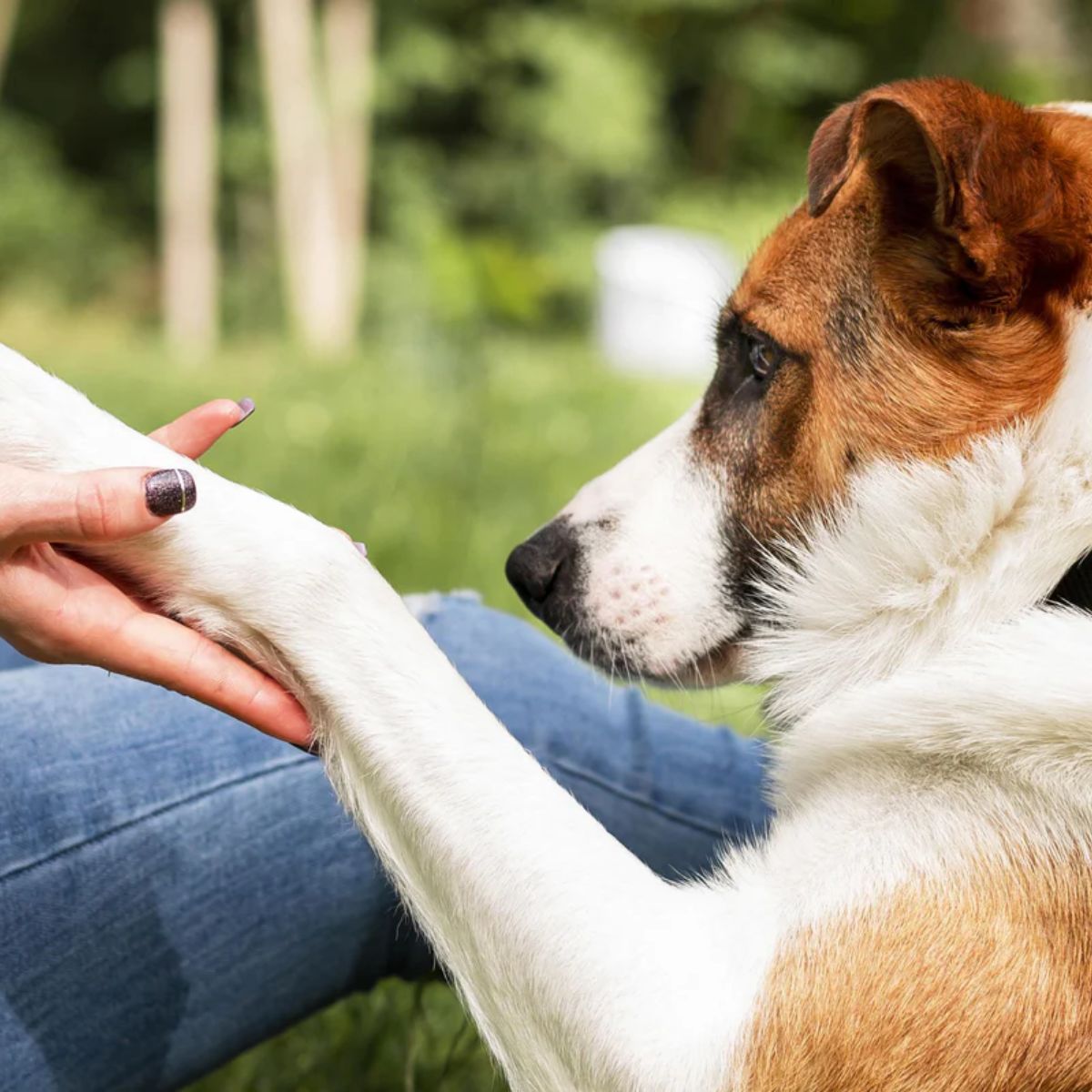 7 Essential Supplements for Canine Arthritis Relief