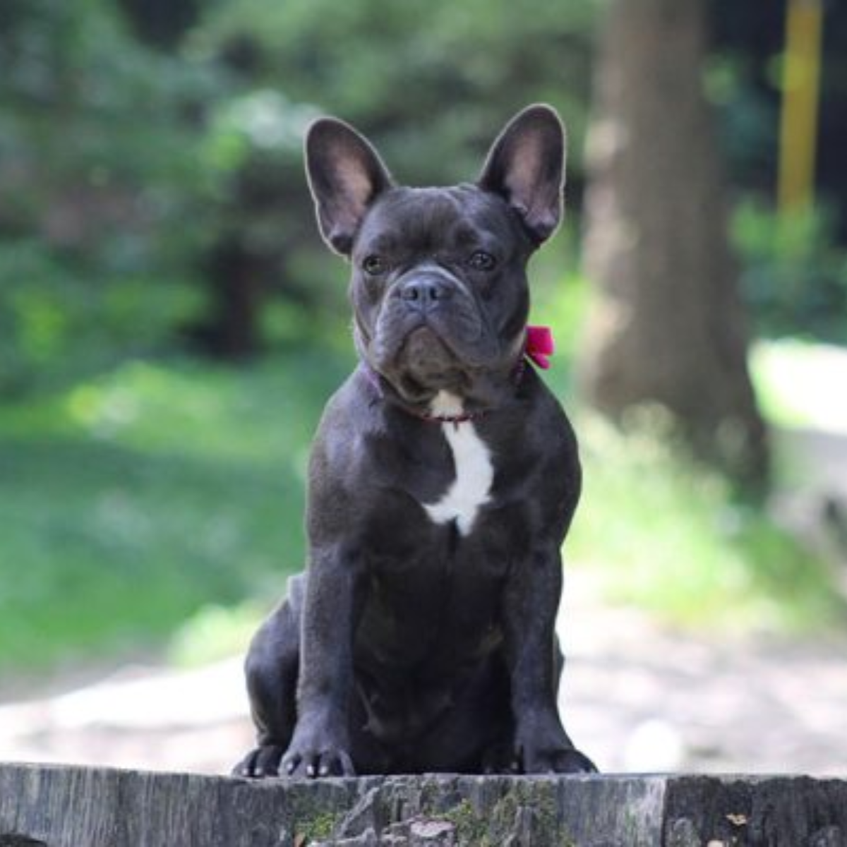 Building Secure Foundations for Fearless French Bulldogs