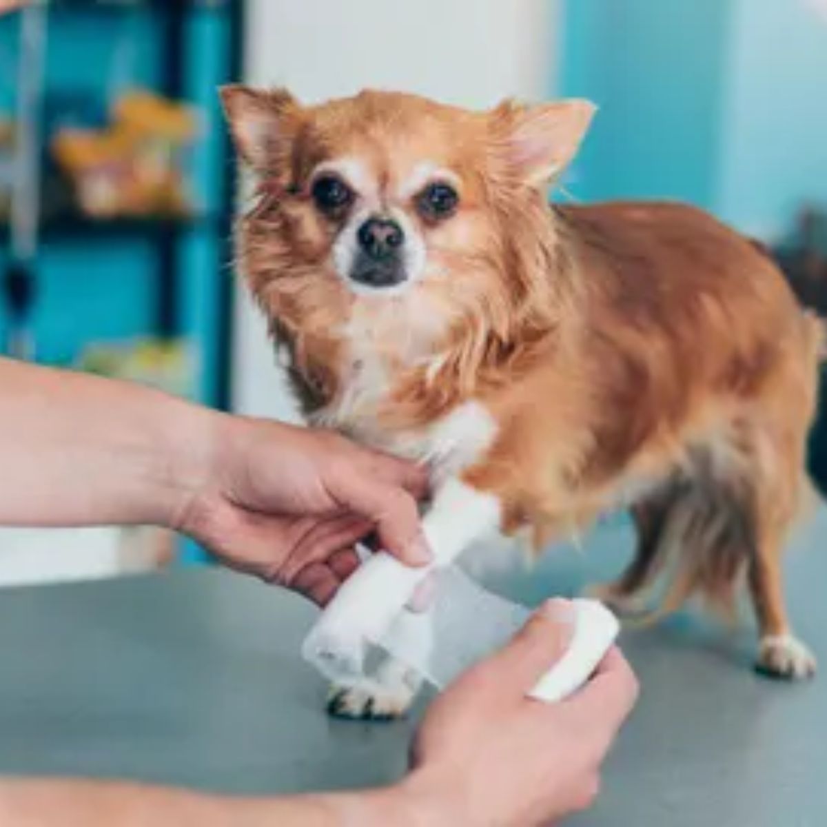 Comparing Pet Health Insurance Plans A Guide