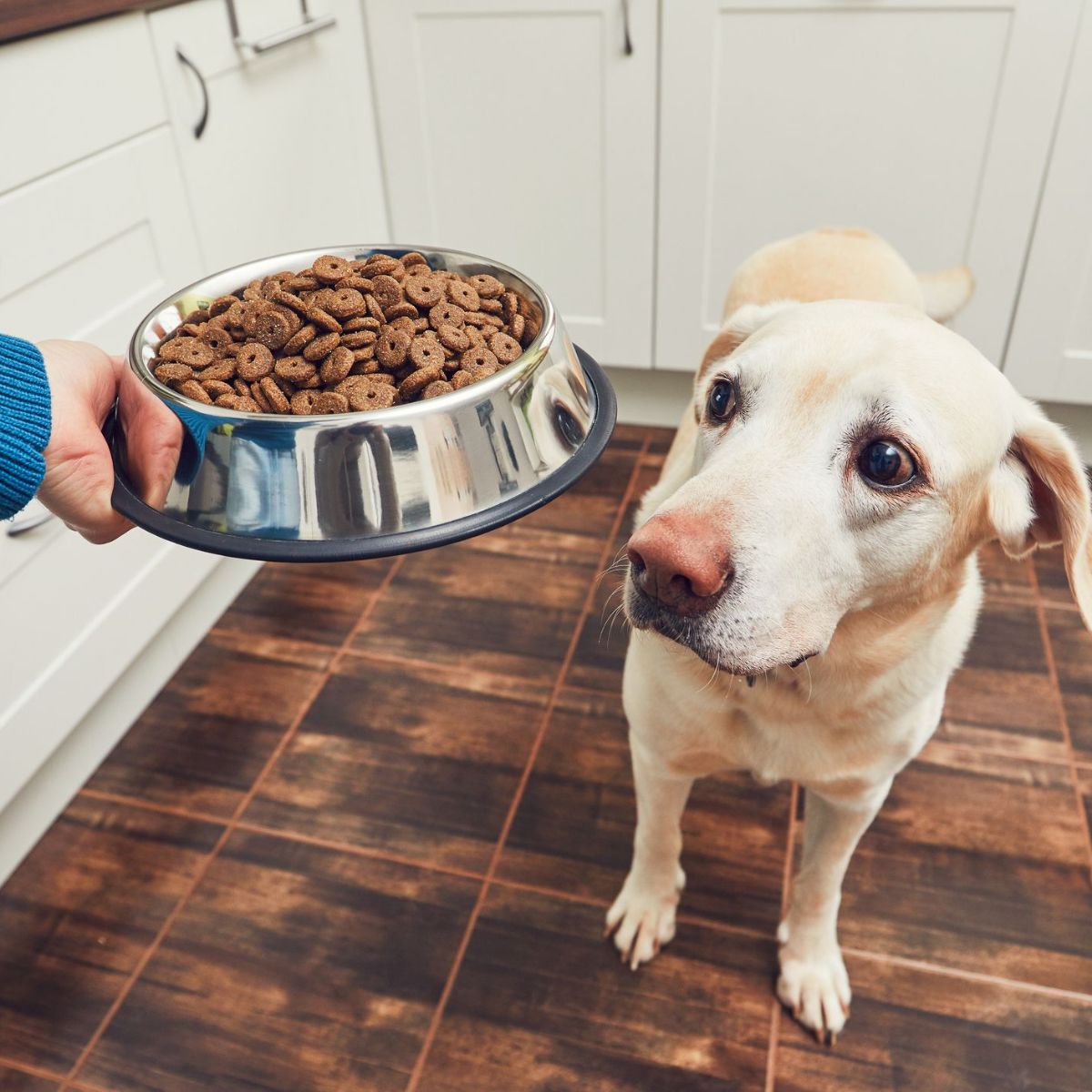 Dog Food Nutrition Which Brands Measure Up