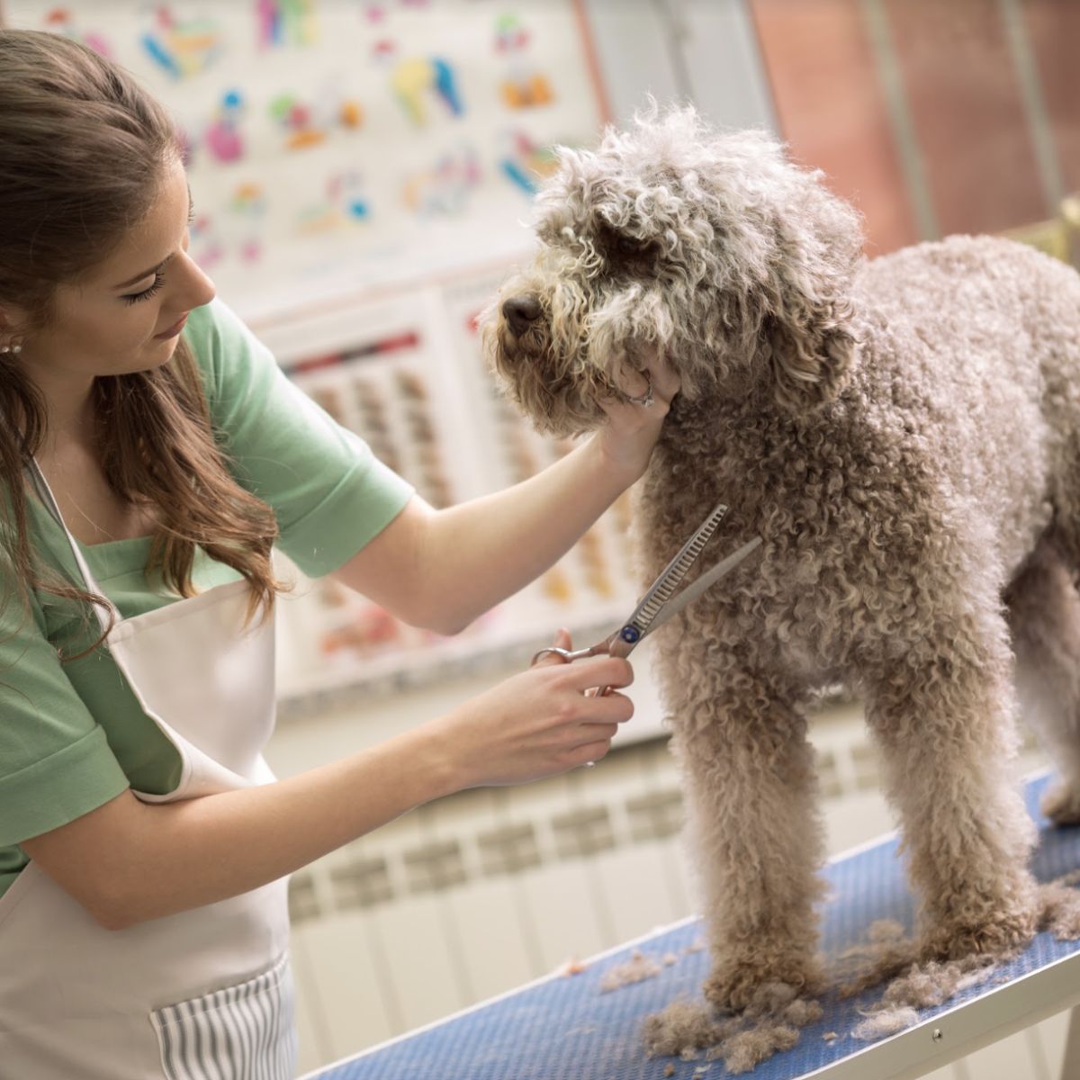 Essential Grooming Tips for First-Time Pet Owners