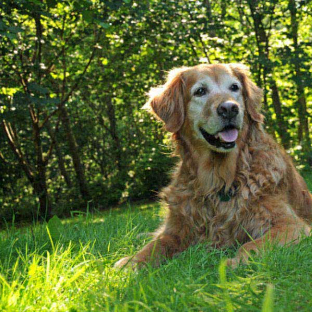 Optimizing Nutrition for Senior Dogs' Golden Years