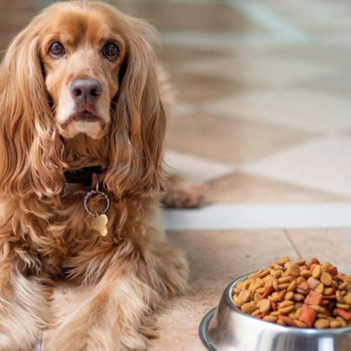 Optimizing Senior Dog Nutrition Key Food Essentials