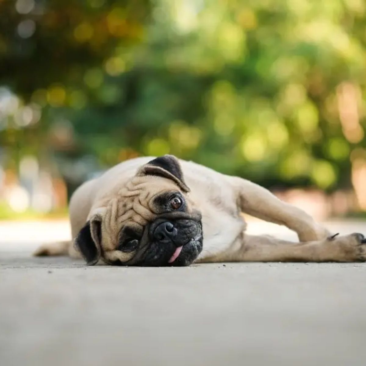 Recognize These 7 Heat Stroke Symptoms in Pets