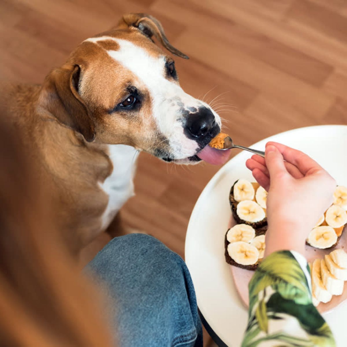 Understanding Your Dog's Nutrient Needs