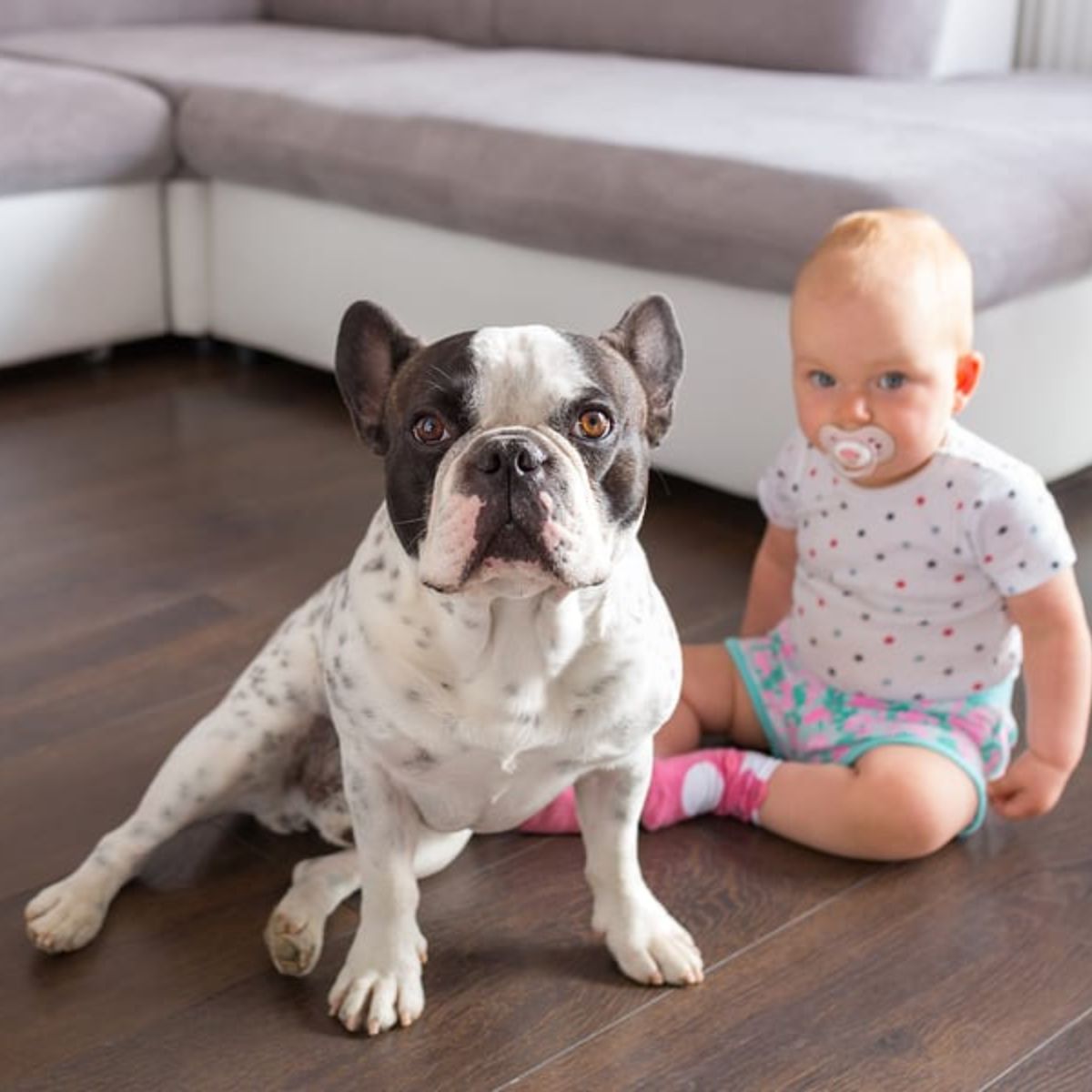 Are French Bulldogs Really Good With Kids