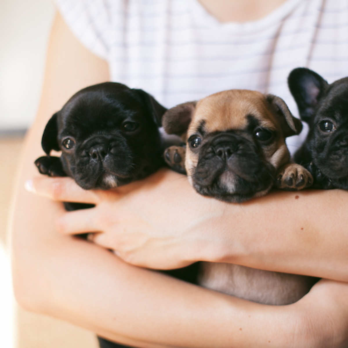 French Bulldog Puppy Training Timeline and Checklist