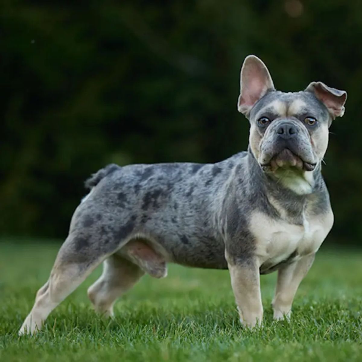 French Bulldog's Ancient Roots and Family Tree