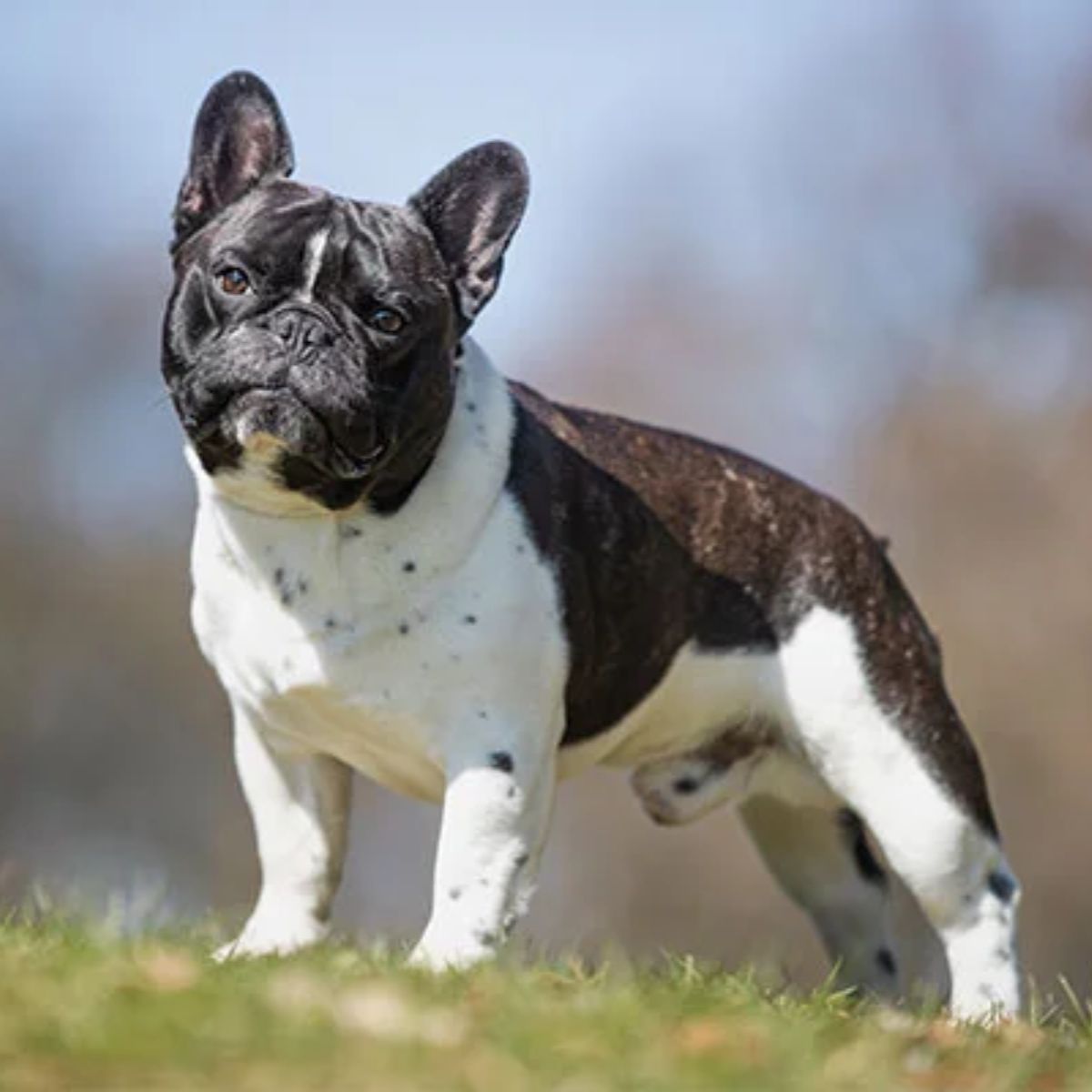 Male French Bulldog What's His Personality Type