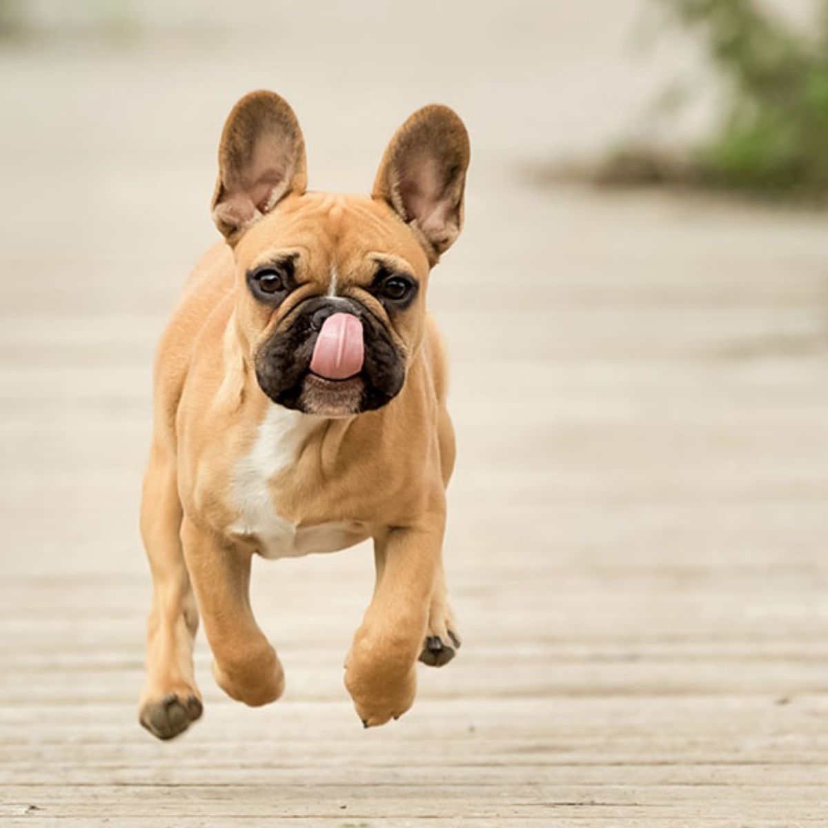 Safe Exercise Routines for Overweight Frenchies