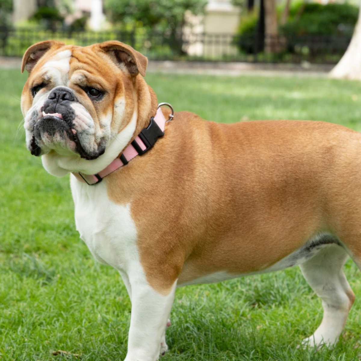 Secret to Silencing Your Bulldog's Excessive Barking