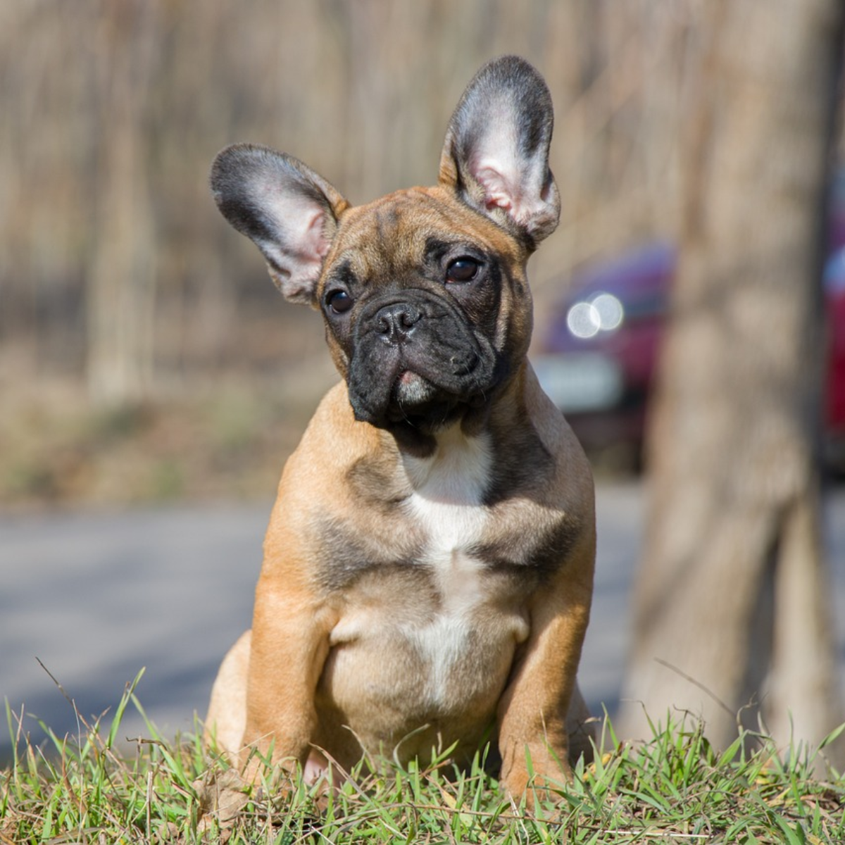 Stop Excessive Barking in French Bulldogs for Good