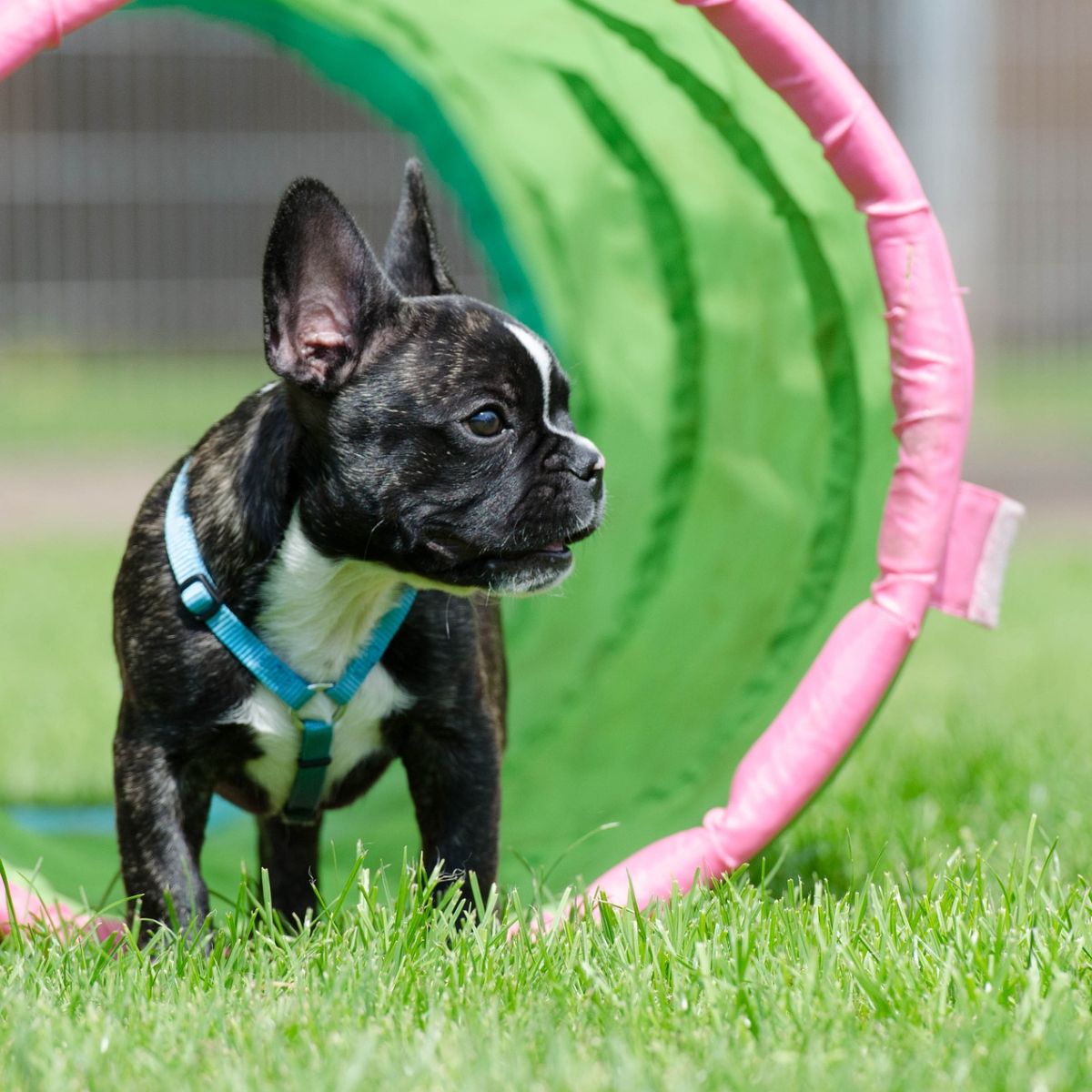 Teaching Frenchies to Excel in Agility Training