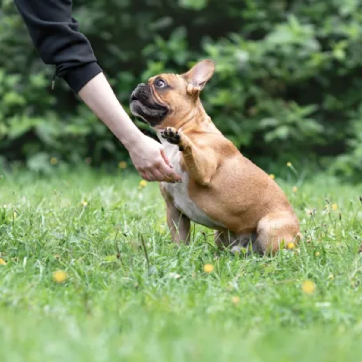 Training My French Bulldog A Beginner's Success Story