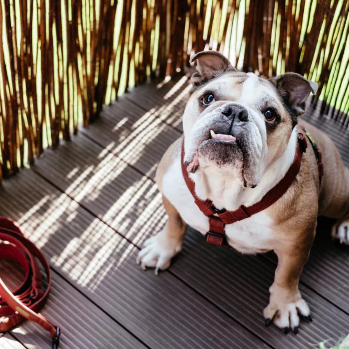 Trustworthy Guide to Socializing Your Fearful Bulldog