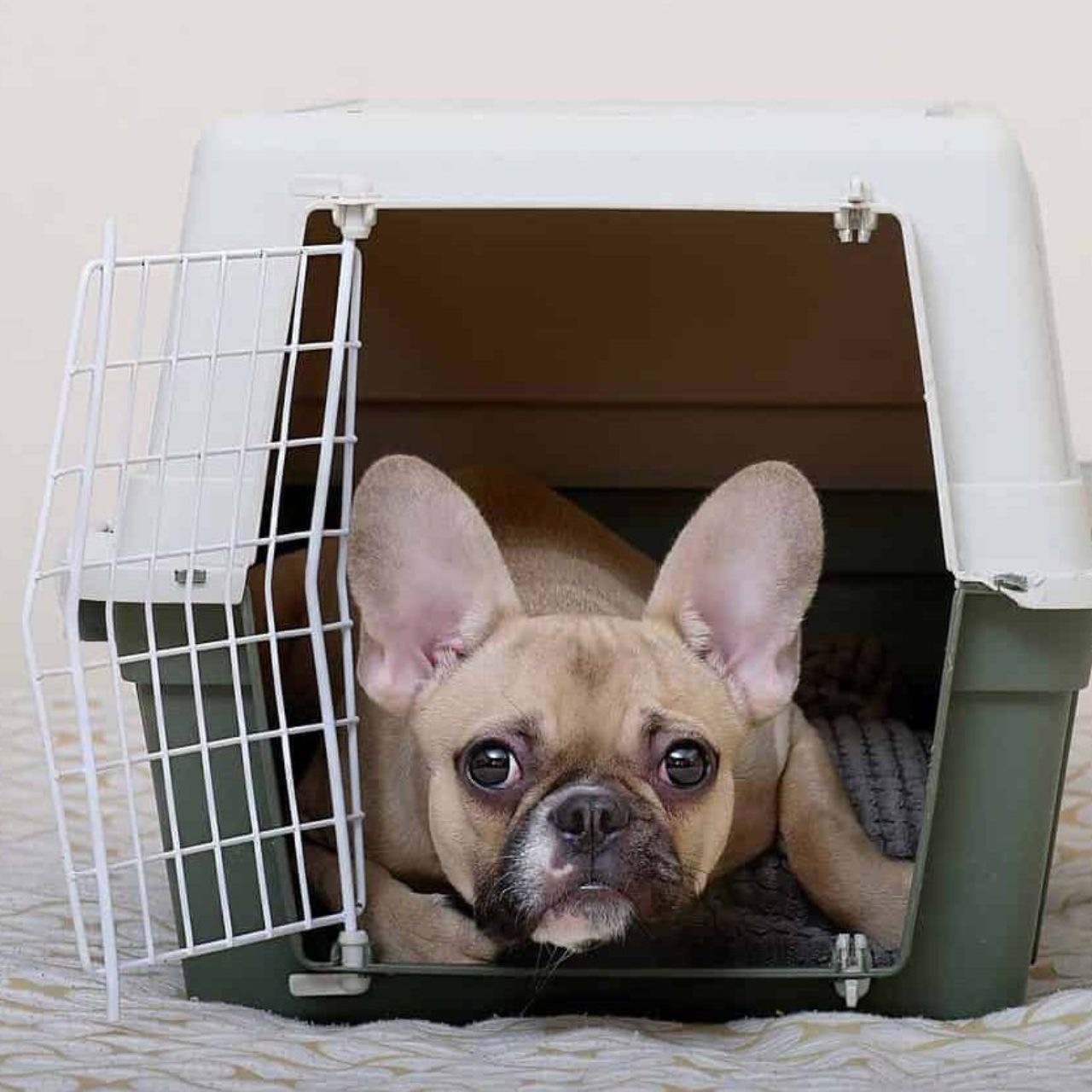 3 Best Crate Training Tips for Bulldog Anxiety